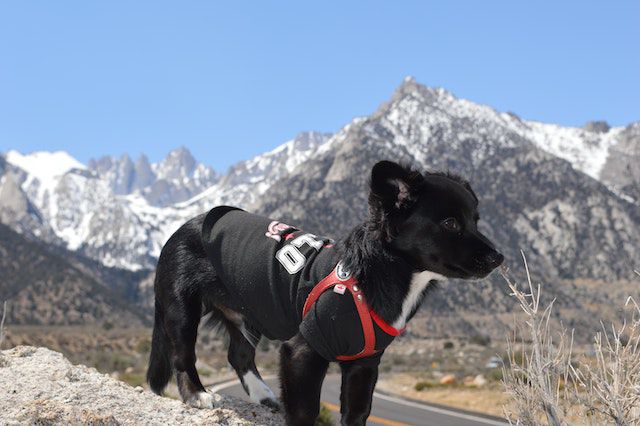 Urlaub mit Hund in den Bergen
